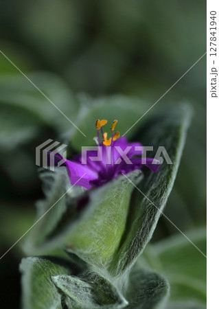 紫色の花を咲かすトラディスカンティア・シラモンタナの 紫色の花を咲かすトラディスカンティア・シラモンタナの 127841940