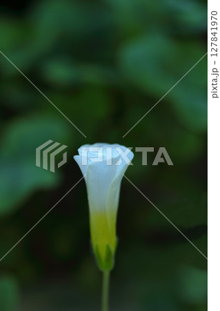 秋の野に咲くフヨウカタバミの花 127841970