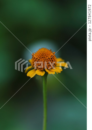 黄色いヌマツルギクの花 黄色いヌマツルギクの花 127841972