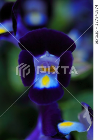 秋の訪れを告げるハナウリクサの花 127841974