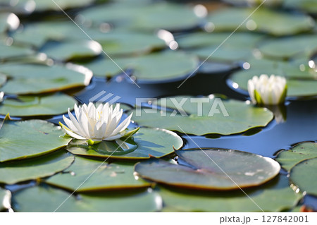 水面に浮かぶ睡蓮の花 水面に浮かぶ睡蓮の花 127842001