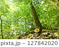 深緑 127842020