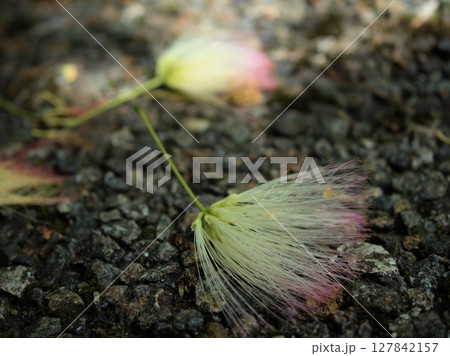 6月に落ちていたネムノキの花 127842157