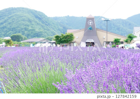 ラベンダーの花　大石公園 127842159