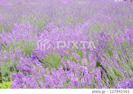 ラベンダーの花 ラベンダーの花 127842161