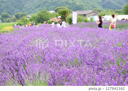 ラベンダーの花　大石公園 127842162