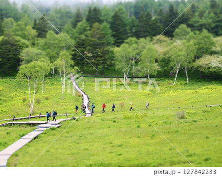 木道を行くハイカー 127842233