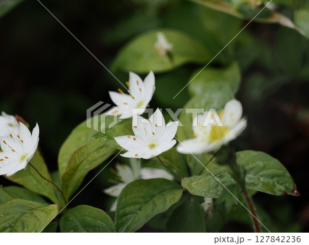 ツマトリソウの花 ツマトリソウの花 127842236