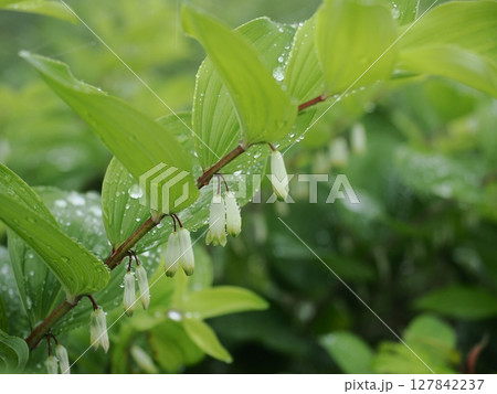 雨に濡れるオオアマドコロの花 127842237
