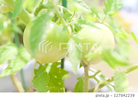畑で育つ未熟な青いトマトと夏の日差し 127842239