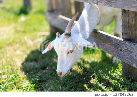 ヤギの子ども ヤギの子ども 127842262