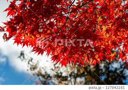 蓼科湖の紅葉 127842281