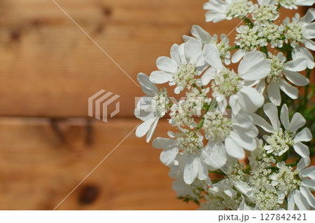 純白のレースフラワーの花　　 127842421