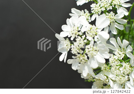 黒バックに純白のレースフラワーの花 　　 127842422