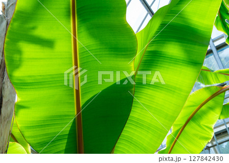 温室のバナナ 温室のバナナ 127842430