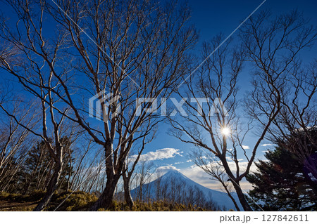 毛無山・高デッキのダケカンバ林から見る富士山 毛無山・高デッキのダケカンバ林から見る富士山 127842611