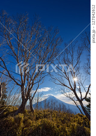 毛無山・高デッキのダケカンバ林から見る富士山 127842612