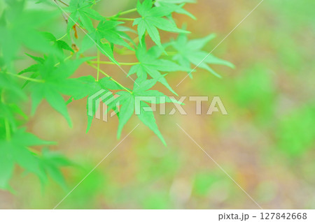 みずみずしい青紅葉の美しさ 127842668