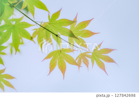 庭園に広がる青紅葉のグラデーション 127842698