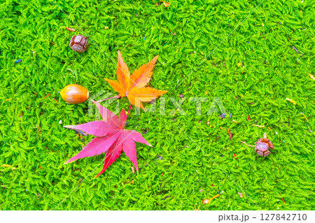 苔庭に落ちたモミジとドングリ 127842710