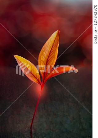 紅葉したナンテンの葉 127842970