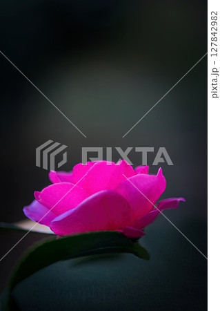 ピンクのツバキの花 127842982