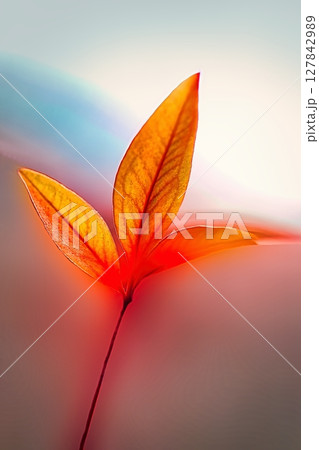 太陽の光に透ける紅葉 太陽の光に透ける紅葉 127842989