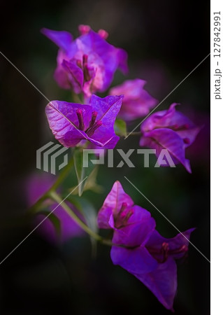 紫色の花をつける、ブーゲンビ 127842991
