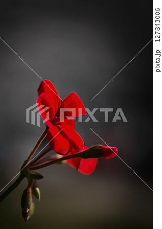赤いゼラニウムの花 赤いゼラニウムの花 127843006