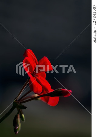 赤いゼラニウムの花 赤いゼラニウムの花 127843007