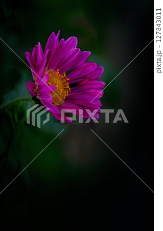ピンクのアスターの花が咲いています ピンクのアスターの花が咲いています 127843011