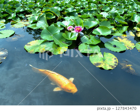 京都・勧修寺の庭園の中心にある氷室池に咲く睡蓮とそのそばを泳ぐ鯉 127843470