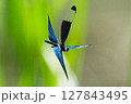 華麗に舞うチョウトンボ 127843495