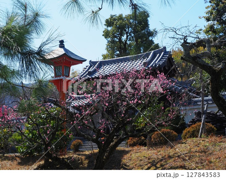 京都西山正法寺梅園 127843583