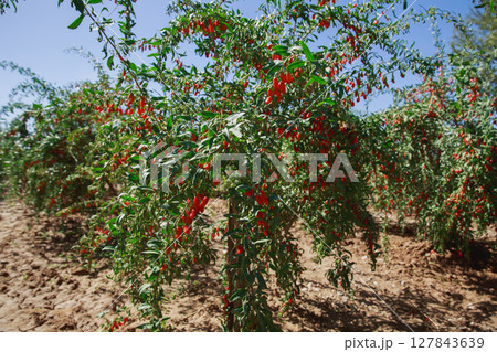 Goji berry fruits and plants in sunshine field 127843639