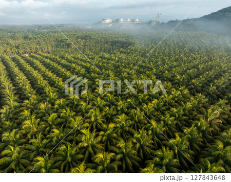 Aerial view of coconut trees field in the sunrise 127843648