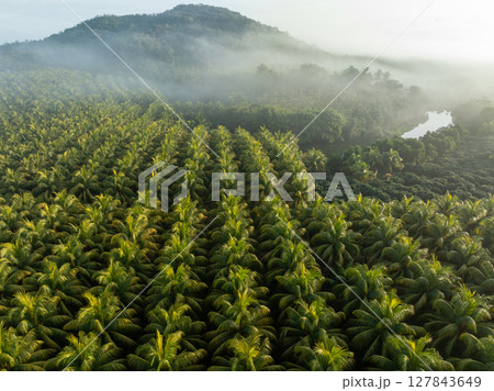 Aerial view of coconut trees field in the sunrise 127843649