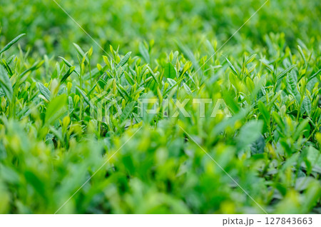 Green tea trees grow in spring Green tea trees grow in spring 127843663