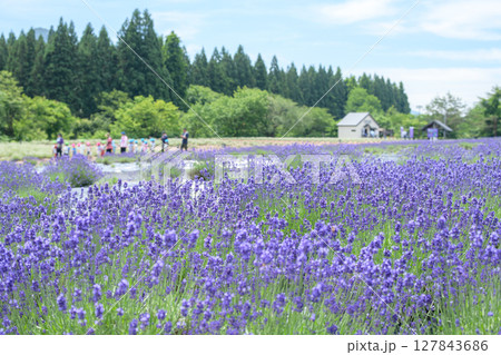 開花が始まった濃紫早咲　秋田県美郷町ラベンダー園　 127843686