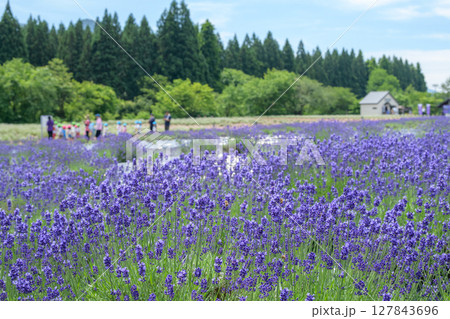 開花が始まった濃紫早咲　秋田県美郷町ラベンダー園　 127843696