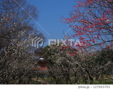 嵯峨野大覚寺梅林 127843701