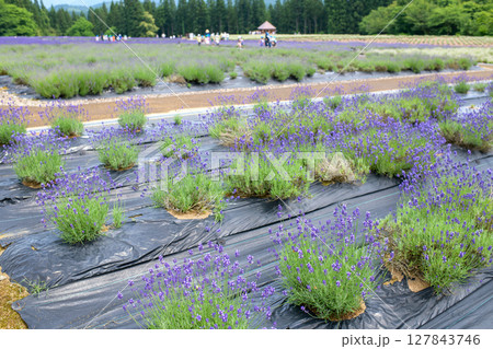 開花が始まったサキガケ 秋田県美郷町ラベンダー園 開花が始まったサキガケ 秋田県美郷町ラベンダー園 127843746