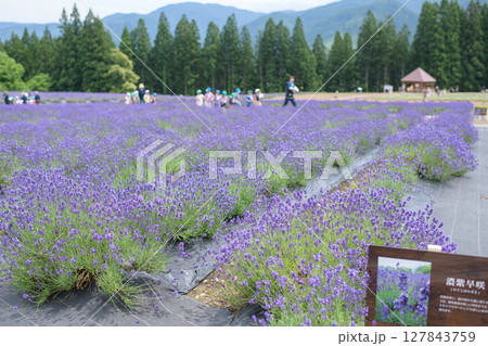 開花が始まった濃紫早咲　秋田県美郷町ラベンダー園　 127843759