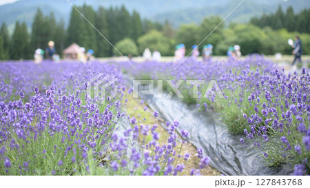 開花が始まった濃紫早咲 秋田県美郷町ラベンダー園 開花が始まった濃紫早咲 秋田県美郷町ラベンダー園 127843768