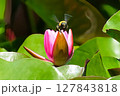 スイレンとクマバチ 127843818