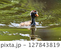 ネッシーみたいなカイツブリの雛 127843819