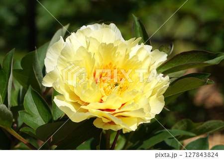 芍薬の花"オリエンタルゴールド"・2025年5月 127843824