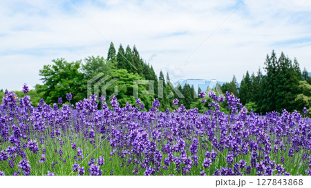 秋田県美郷町ラベンダー園 秋田県美郷町ラベンダー園 127843868
