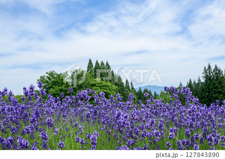 秋田県美郷町ラベンダー園　 127843890