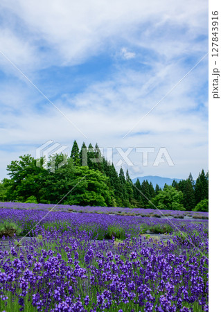 秋田県美郷町ラベンダー園 秋田県美郷町ラベンダー園 127843916